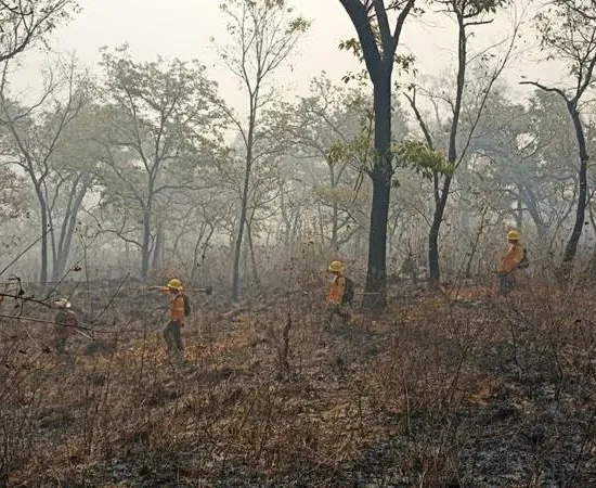 Controla Coesfo incendio forestal en Mazatlán Villa de Flores