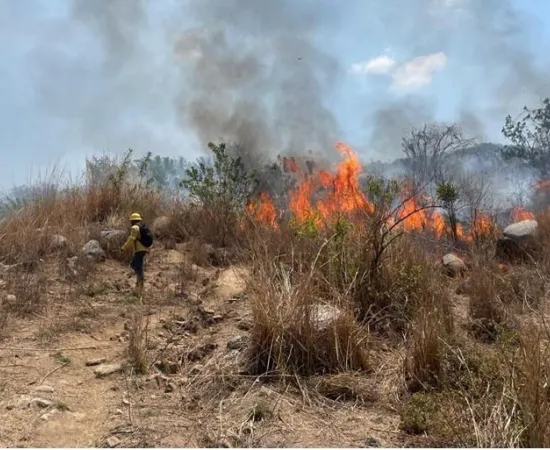 Reporta Coesfo liquidación de 13 incendios forestales en la última semana