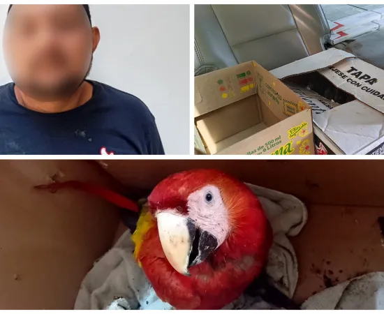 Policía Municipal detiene a una persona por el presunto delito contra al ambiente y la gestión ambiental