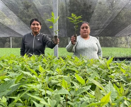 Impulsa Coesfo reforestación de Valles Centrales mediante vivero de San Miguel Peras