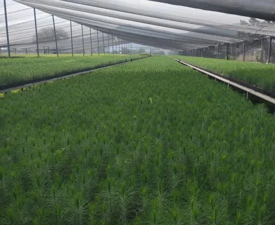 Impulsa Coesfo la reforestación a través del vivero en Santa Ana Tlapacoyan