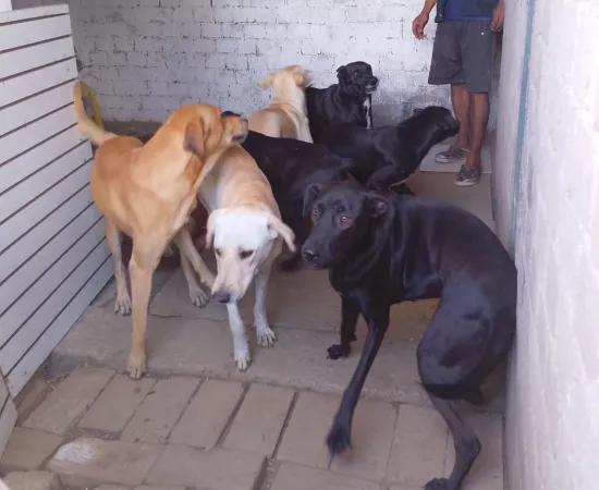 Fiscalía visita casa donde denunciaron maltrato animal