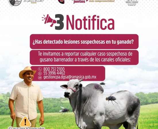 ¡Protege a tu ganado del gusano barrenador!