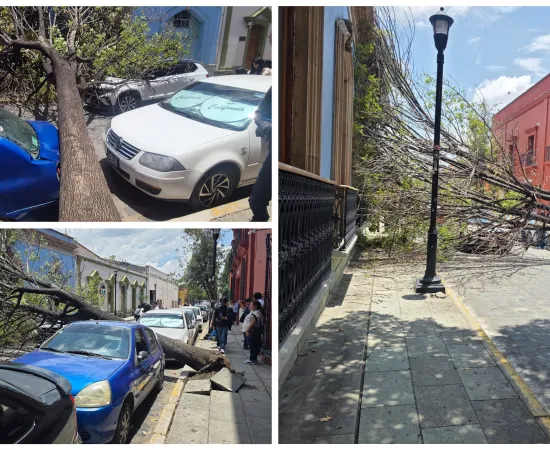 Cae árbol sobre Fiallo, deja daños materiales 