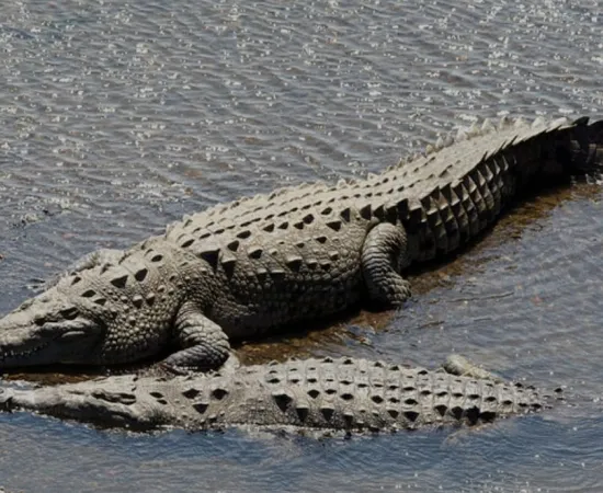 Atiende Protección Civil avistamiento de cocodrilo en Punta Zicatela