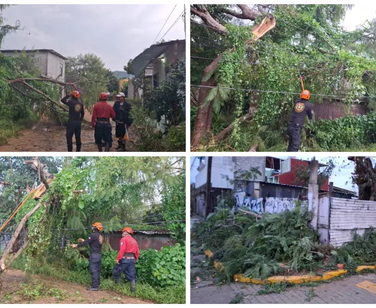 Lluvia genera caída de árboles en Xoxocotlán 