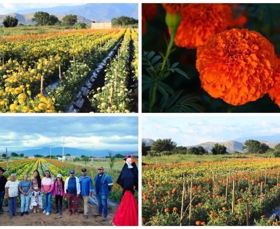 Los cultivos de flores en La Raya: un Pedacito del corazón de Xoxocotlán