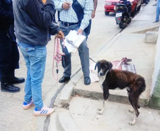 Rescatan a perra víctima de maltrato en el fraccionamiento Montoya