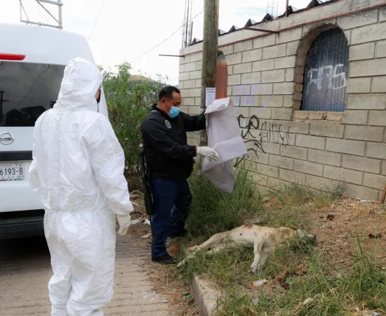 Investigan muerte de un perro en San Martín Mexicapan