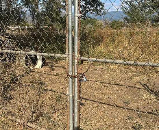 Amplían investigación por posible maltrato animal en predio de Tlalixtac