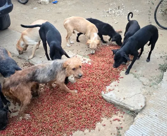 Investigan probable maltrato animal en Lachigoló 