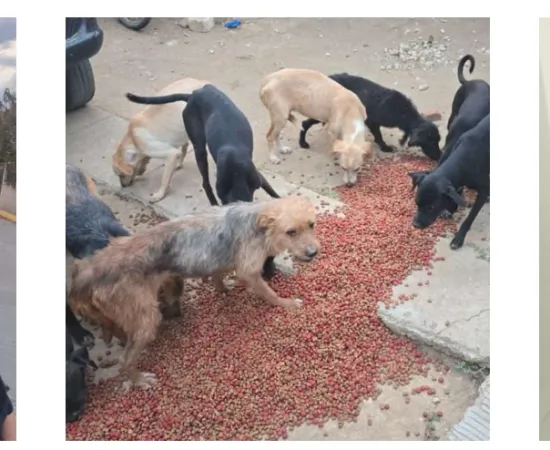 Rescatan a 65 perritos por caso de crueldad animal en Lachigoló; hay un detenido