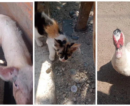 Rescatan a animales violentados de un domicilio en la región del Istmo