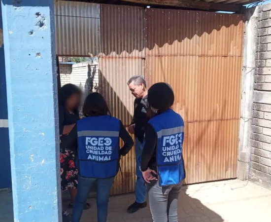 Rescatan a dos perros de maltrato, estaban en una azotea en Pueblo Nuevo