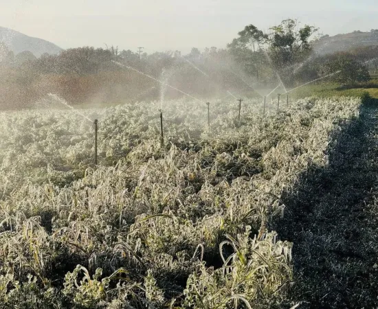Se registran heladas en comunidades de los Valles Centrales 