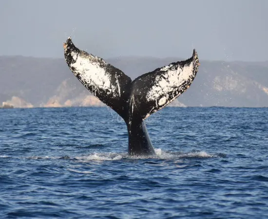 Continúa la temporada de avistamiento de ballenas jorobadas en la Ruta de la Costa Oaxaqueña