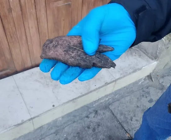 Desmienten hallazgo de extremidad humana en calles del Centro Histórico