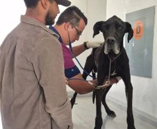 Por maltrato animal, Fiscalía de Oaxaca rescata a Roco, perro que estaba en la azotea de una vivienda