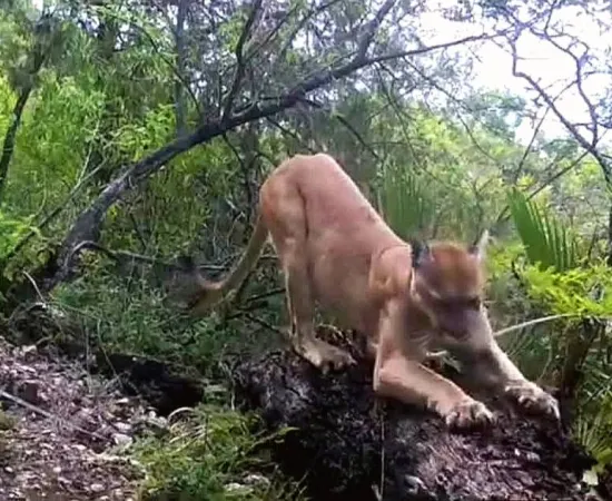 Nuevo avistamiento de un Puma en Villa Díaz Ordaz. 