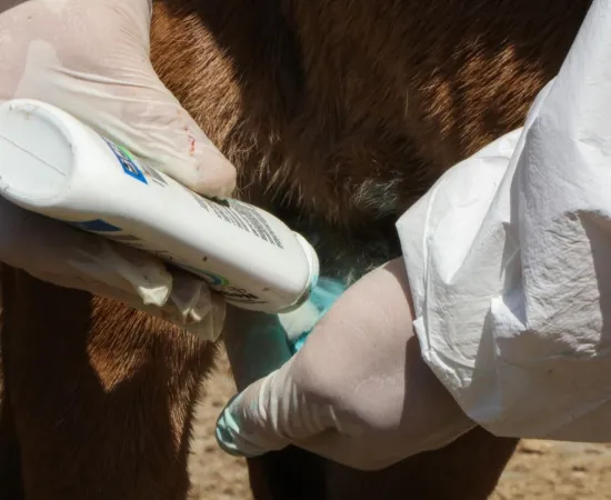 Se suma Xoxocotlán a campaña preventiva contra el gusano barrenador