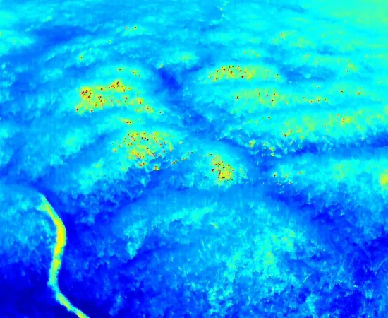 Reporta Coesfo 70% de liquidación en incendio forestal de San Miguel del Puerto