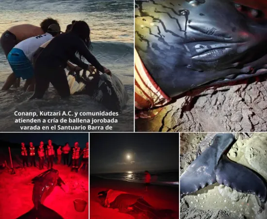Se atiende en el Santuario Barra de La Cruz-Playa Grande el varamiento de un ejemplar de ballena jorobada