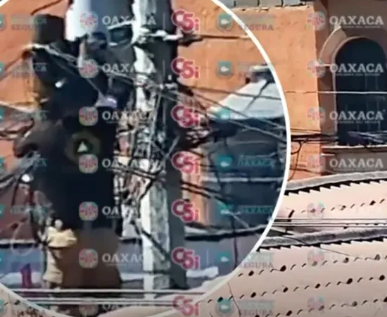 C5i Oaxaca da seguimiento a rescate de felino en Santa Cruz Xoxocotlán