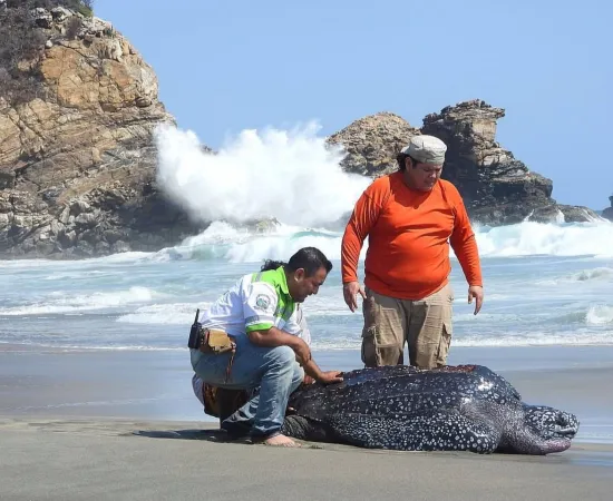 Rescatan en la Costa a tortuga laúd arrastrada tierra adentro por mar de fondo