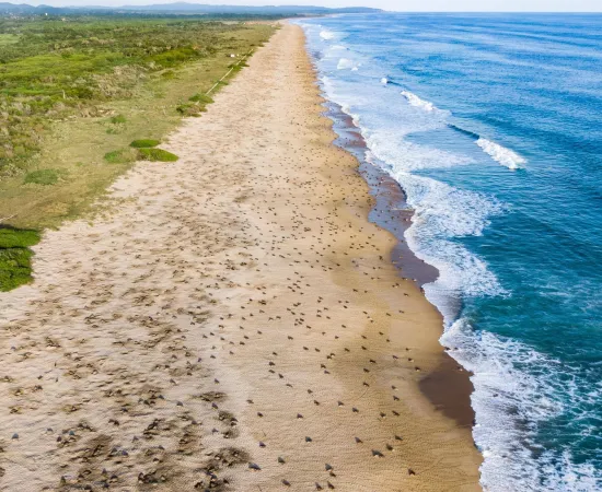 Conanp interpone denuncias federales por saqueo de nidos en el Santuario Playa Escobilla
