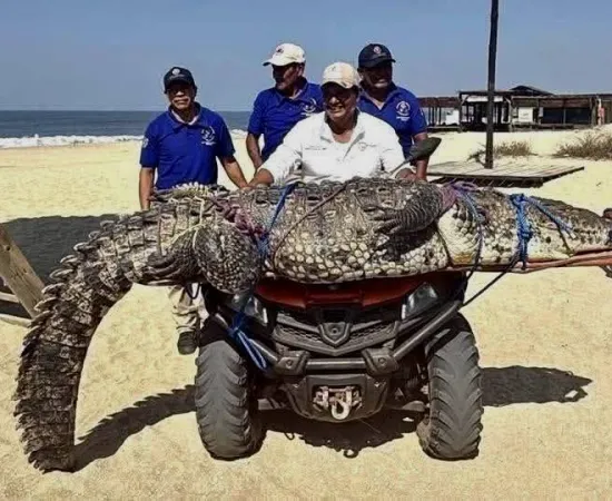 Cocodrilo capturado en Playa Bacocho de Puerto Escondido