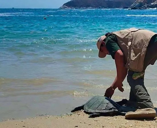 Tortuga Carey regresa al mar
