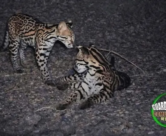 Captan Ocelote en libertad en el parque nacional de Huatulco