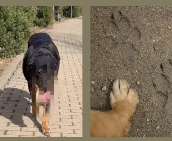 Dictan medidas de protección a perros que habitan campus del Instituto Tecnológico ante probable riesgo de ser víctimas de crueldad