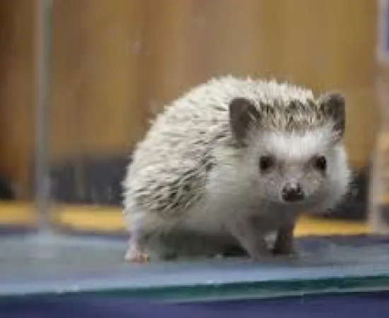 Veterinaria UABJO anuncia su cuarta Feria de Mascotas No Convencionales 