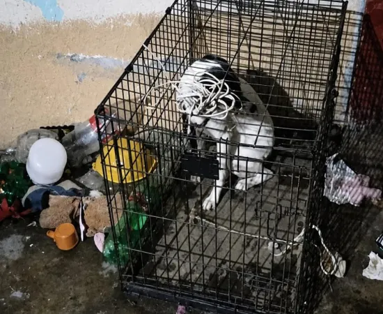 Fiscalía de Oaxaca rescata a dos perros tras denuncia por maltrato animal en la capital
