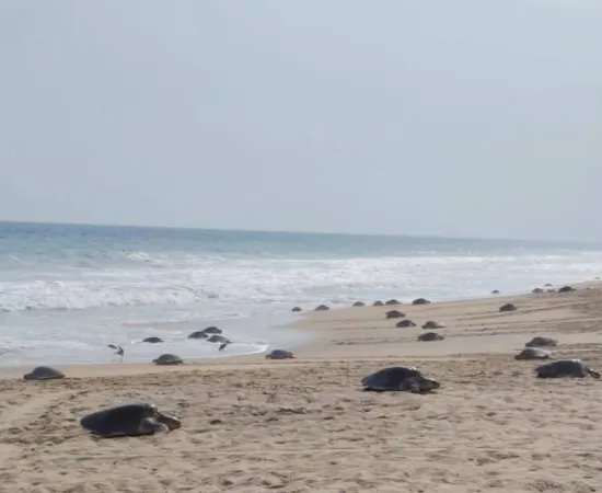 Más de 11 mil tortugas golfinas arriban al santuario Playa la Escobilla