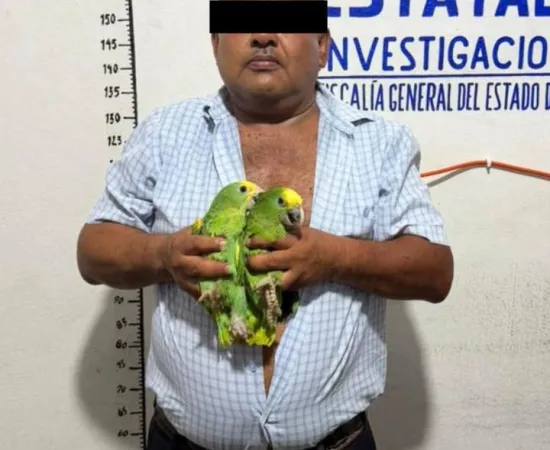Asegura Fiscalía de Oaxaca aves exóticas, un vehículo y presuntas dosis de droga; una persona detenida en Ocotlán de Morelos