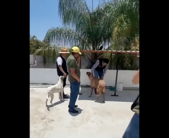 Gobierno municipal atiende y da seguimiento a casos de maltrato animal