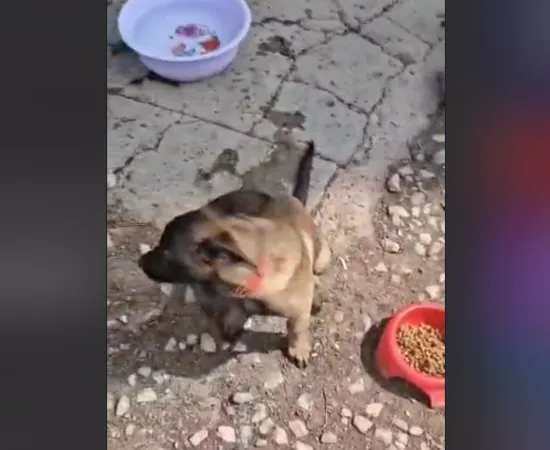 Fiscalía responde sobre denuncia de maltrato animal en la cd. de Oaxaca 