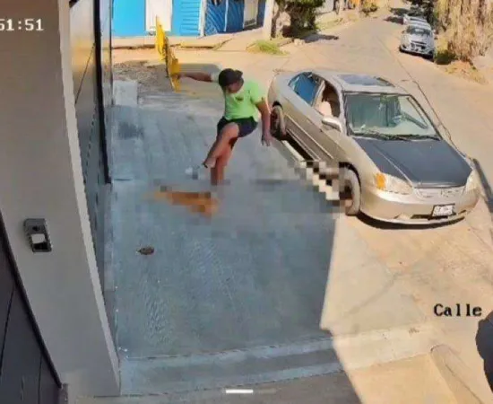 Investigan caso de maltrato animal a gatito "Tripita"