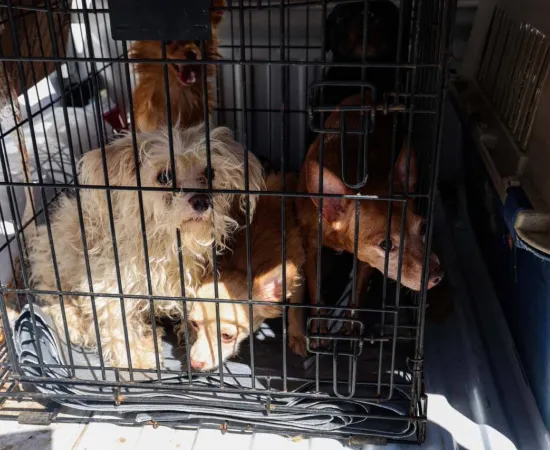Rescata FGEO a 14 animales de compañía en situación de maltrato en Oaxaca de Juárez; tres presentaban sarna