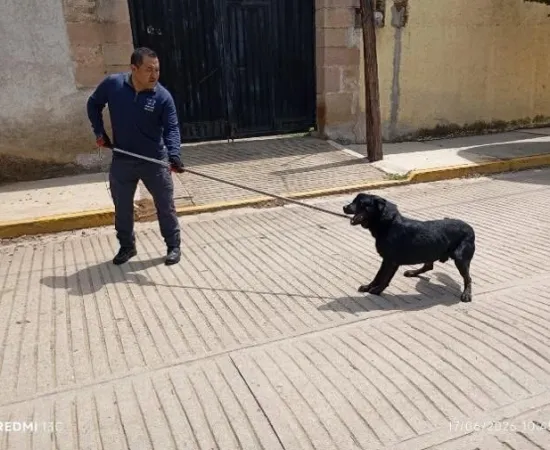Rescatan a perrito en situación de calle con lesiones expuestas; es canalizado para adopción