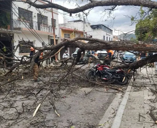 Protección Civil de Oaxaca de Juárez atiende reporte de árboles caídos
