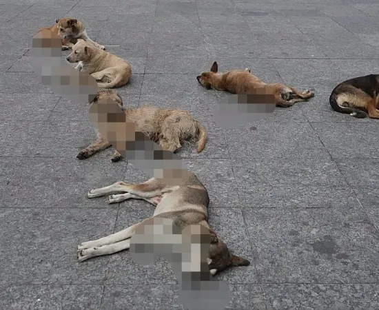 FGEO abre investigación por denuncia de probable envenenamiento de perros y gatos en Juchitán
