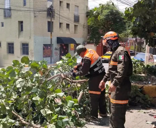Protección Civil Municipal retira árbol caído y libera vialidad en la colonia Panorámicas del Fortín