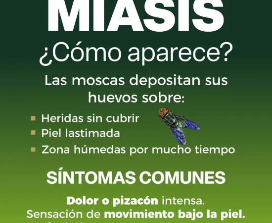 Pide SSO prestar atención en heridas para prevenir contagio de miasis por gusano barrenador en personas