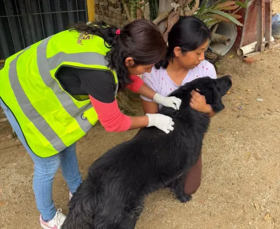 Gobierno de Oaxaca de Juárez atiende dos casos de gusano barrenador en perros