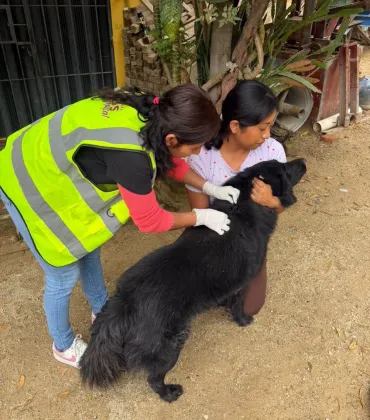 Gobierno de Oaxaca de Juárez atiende dos casos de gusano barrenador en perros