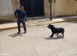 Rescatan a perrito en situación de calle con lesiones expuestas; es canalizado para adopción